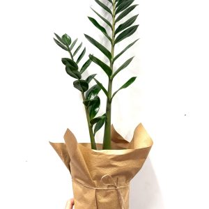 ZZ plant