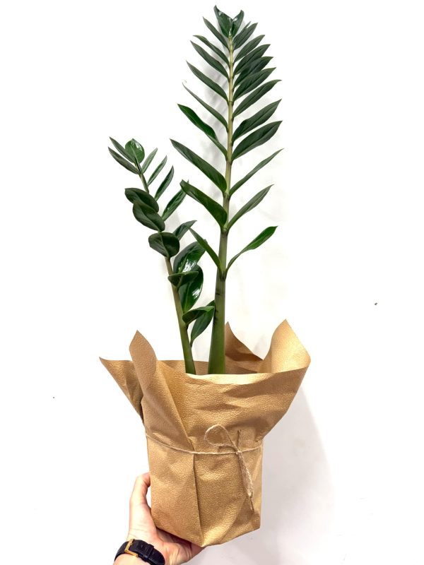 ZZ plant