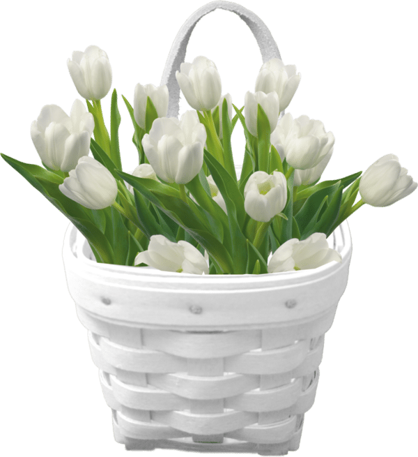 Wild Stems Florist Flower-Clipart-Basket-of-White-Tulips