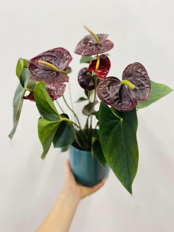 Anthurium potted plant