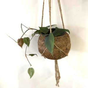 Eco friendly Kokodama pot