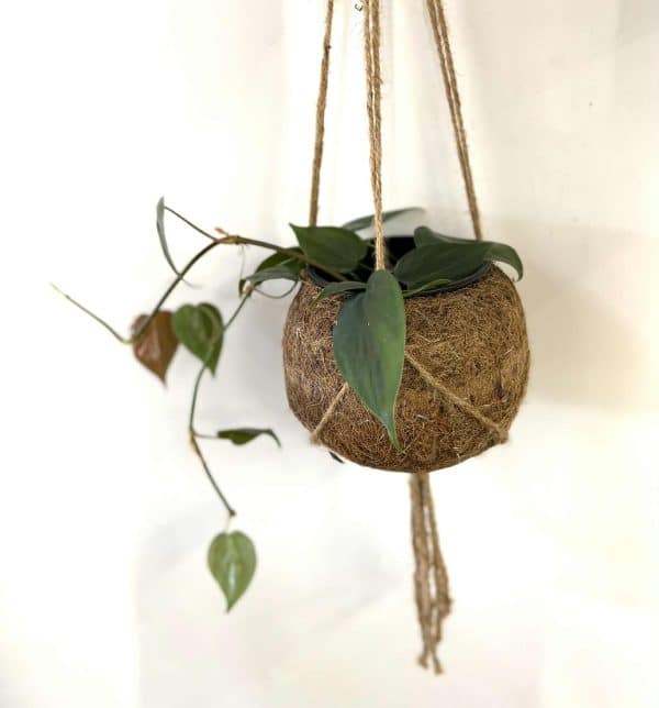 Eco friendly Kokodama pot