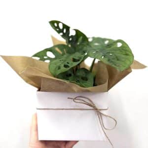 Monstera Monkey Mask