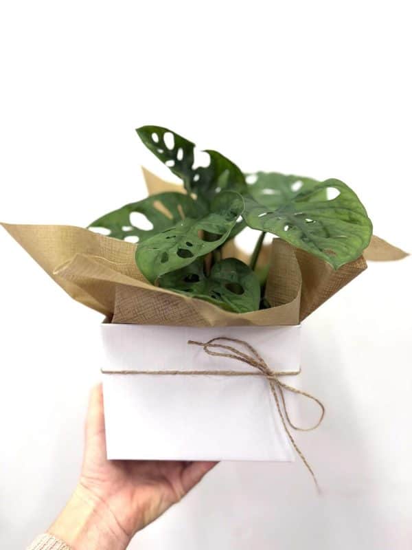 Monstera Monkey Mask