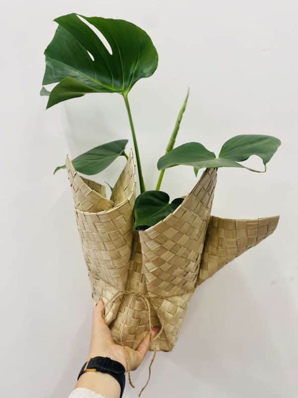 Monstera plant in flax mat wrap