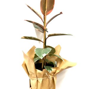 Rubber plant