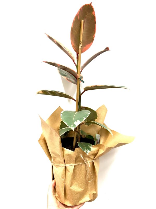 Rubber plant