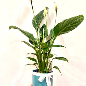 Peacelily indoor plant in ceramic