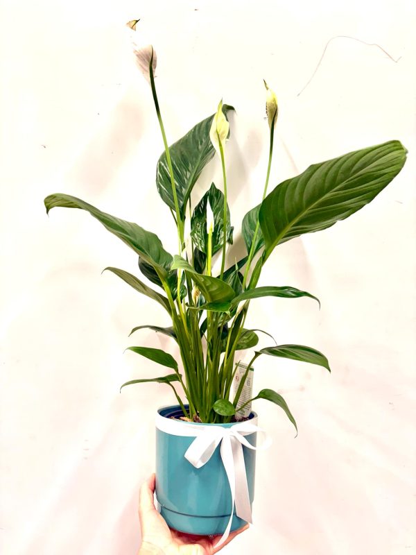 Peacelily indoor plant in ceramic
