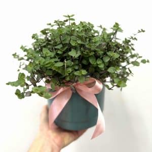 Bubble plant in ceramic pot