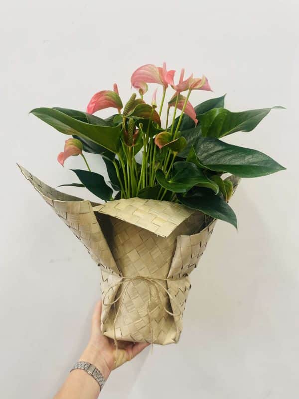 Anthurium plant in flax wrap