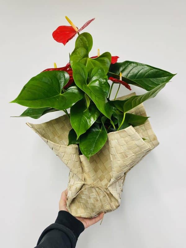 Anthurium plant in flax wrap - Image 2