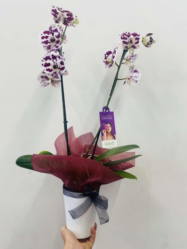 Phalaenopsis orchid plant