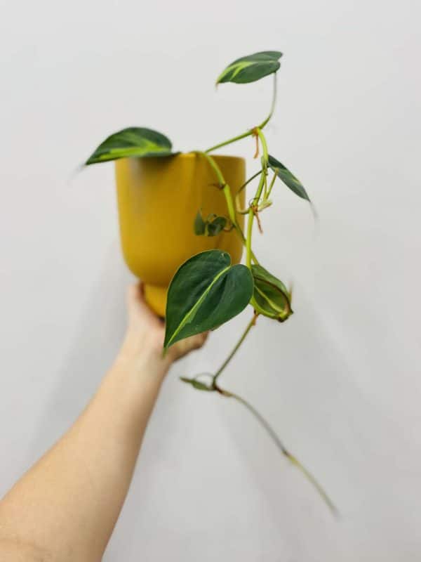 Epipremnum hanging plant